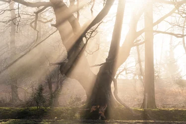 Beautiful Beams, 2025 (photo)