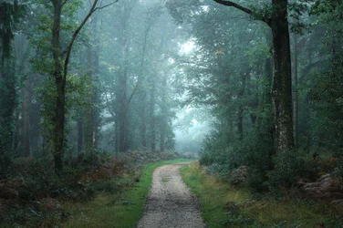 Entre les branches, 2023 (photo)
