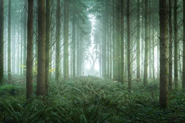 Chemin des ronces, 2023 (photo)