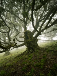 Canopy II, 2025 (photo)