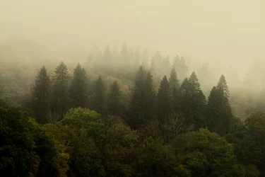 Forêt de nuages, 2024 (photo)