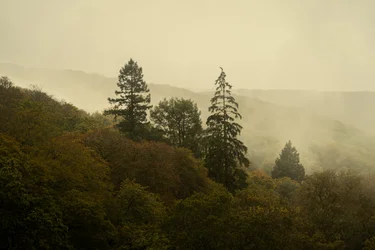 Cloud Forest III, 2024 (photo)