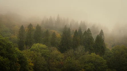 Cloud Forest II, 2024 (photo)