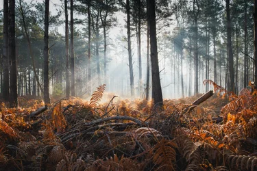 Fern  Fog, 2024 (photo)