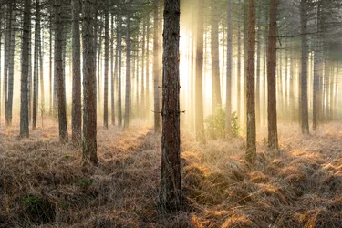 Mirkwood, 2025 (photo)