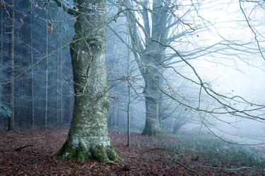 Mosslight, 2023 (photo)