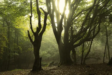 Contes de la forêt II, 2024 (photo)