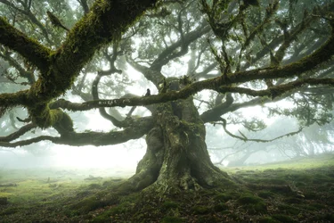 La forêt est à l