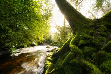 Grove crépusculaire, 2024 (photo)