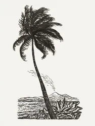 Un palmier et une île (vers 1891–1941)
