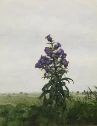 Campanule devant un paysage