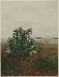Viorne tin fleurie devant un paysage
