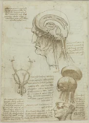 Une feuille de manuscrit avec des dessins anatomiques et des notes, 1506-1508