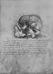 Dessin anatomique d