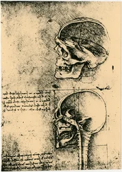 Croquis anatomique, deux études d