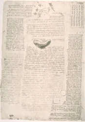 Études anatomiques