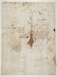 Études anatomiques