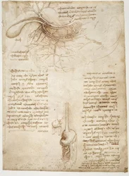Études anatomiques