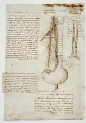Études anatomiques