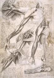 Études anatomiques