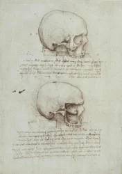 Études anatomiques