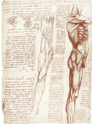 Études anatomiques : la musculature du torse et des jambes