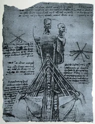 Structure osseuse du cou et de l