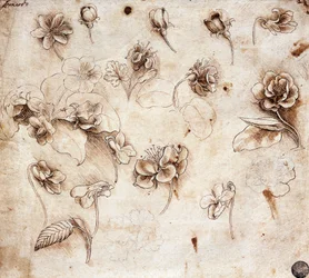 Table botanique, dessin 237