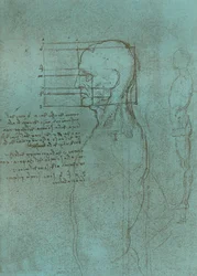 Dessin illustrant la théorie des proportions de la figure humaine, vers 1472-1519
