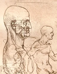 Dessin illustrant la théorie des proportions de la figure humaine, vers 1472-1519, 1883