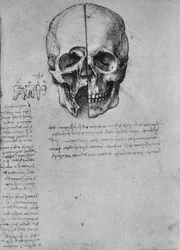 Dessin de deux moitiés de crâne, vers 1480 1945