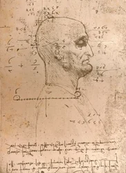 Dessin de la tête d
