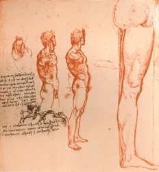 Dessins montrant les mouvements de la figure humaine et des guerriers combattant, vers 1472-1519, 1883