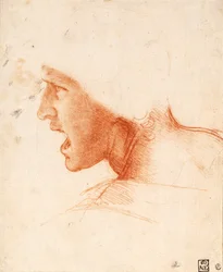 Étude de la tête d