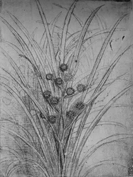 Joncs fleuris, vers 1480