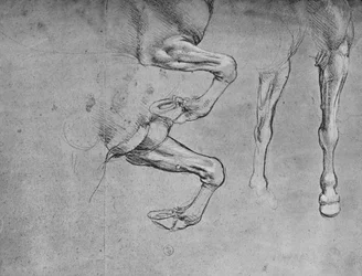 Quatre études de jambes de chevaux, vers 1480