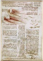 Léonard de Vinci - RCIN 912660, Études sur l