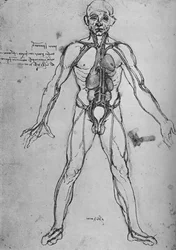 Homme dessiné comme une figure anatomique pour montrer le cœur, les poumons et les principales artères, vers 1480, 1945