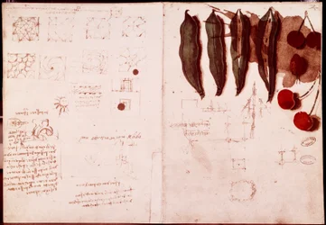 Notes et croquis de botanique et de géométrie