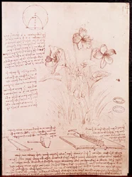 Notes et croquis de botanique et de géométrie : narcisse.