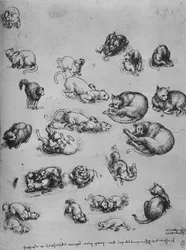 Études de chats et d