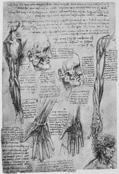 Études des muscles du visage et du bras, vers 1480, 1945
