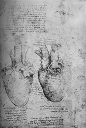 Deux dessins du cœur, vers 1480 1945