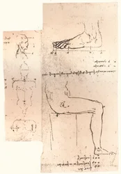 Deux dessins illustrant la théorie des proportions de la figure humaine, vers 1472-1519 1883