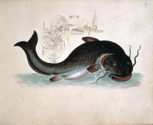 Poisson-chat