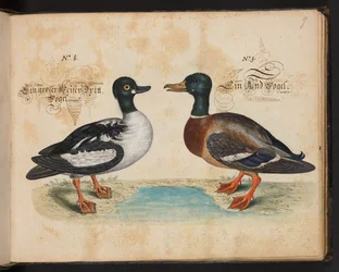 Description et délinéation naturelle exacte des oiseaux aquatiques, poissons, quadrupèdes, insectes et vers trouvés dans les eaux de Strasbourg, que j