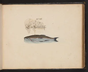Description et délinéation naturelle exacte des oiseaux aquatiques, poissons, quadrupèdes, insectes et vers trouvés dans les eaux de Strasbourg, que j