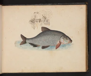 Description et délinéation naturelle exacte des oiseaux aquatiques, poissons, quadrupèdes, insectes et vers trouvés dans les eaux de Strasbourg, que j