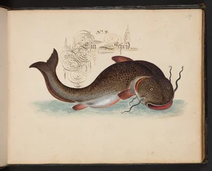 Description et délinéation naturelle exacte des oiseaux aquatiques, poissons, quadrupèdes, insectes et vers trouvés dans les eaux de Strasbourg, que j
