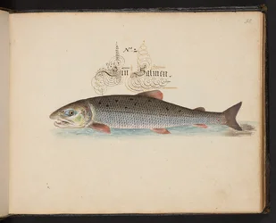 Description et délinéation naturelle exacte des oiseaux aquatiques, poissons, quadrupèdes, insectes et vers trouvés dans les eaux de Strasbourg, que j